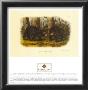 American Black Bear by John James Audubon Limited Edition Print