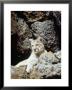 Mountain Lion On Rocky Bluff by Guy Crittenden Limited Edition Print