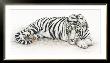 Siberian Tiger by Jan Henderson Limited Edition Print