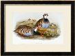 Red Legged Partridges (Caccabis Rubra) by John Gould Limited Edition Print