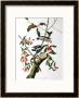 Downy Woodpecker, From Birds Of America by John James Audubon Limited Edition Print