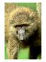 Olive Baboon, Papio Anubis Lake Nakuru N.P. Kenya by Adam Jones Limited Edition Pricing Art Print