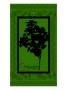 Oregano by Miguel Paredes Limited Edition Pricing Art Print