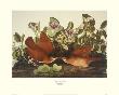 Key-West Dove by John James Audubon Limited Edition Pricing Art Print