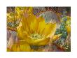 Larkspur And Prickly Pear by Elizabeth Horning Limited Edition Print