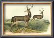 Columbian Black-Tailed Deer by John James Audubon Limited Edition Print