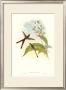 Hummingbird Iii by John Gould Limited Edition Pricing Art Print