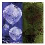 Green & Blue Leaves by Miguel Paredes Limited Edition Print