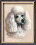 White Poodle by Judy Gibson Limited Edition Print
