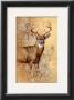 White Tailed Deer by Judy Gibson Limited Edition Print