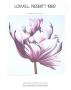 Parrot Tulip On White by Lowell Nesbitt Limited Edition Print