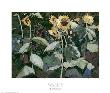 Sunflowers by Kent Wallis Limited Edition Print