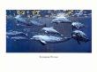 Bottlenose Dolphin by Dee Smith Limited Edition Pricing Art Print