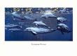 Bottlenose Dolphin by Dee Smith Limited Edition Print