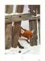 Red Fox by Axel Amuchastegui Limited Edition Print