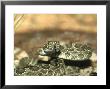 Western Rattlesnake, Crotalus Viridis by Bob Bennett Limited Edition Pricing Art Print