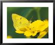 Orange Sulphur Butterfly by Adam Jones Limited Edition Print