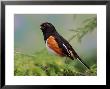 Male Rufous-Sided Towhee by Adam Jones Limited Edition Pricing Art Print
