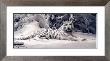 White Tiger by Daniel Smith Limited Edition Print