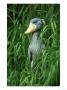 Shoebill Stork, Balaeniceps Rex, Zaire And Uganda by Adam Jones Limited Edition Print