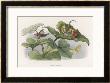 Teasing! by Richard Doyle Limited Edition Print
