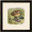 The Elf King Asleep Beneath A Toadstool by Richard Doyle Limited Edition Print