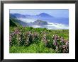 Lupine And Oregon Coastline, Oregon by Adam Jones Limited Edition Print