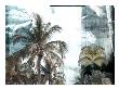 Tropical Palms Ix by Miguel Paredes Limited Edition Print