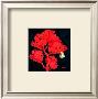 Sea Fan Ii by Paul Brent Limited Edition Print