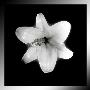White Orchid by Miguel Paredes Limited Edition Pricing Art Print