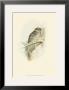 Sparrow Owl by John Gould Limited Edition Pricing Art Print