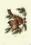 Mottled Owl by John James Audubon Limited Edition Print