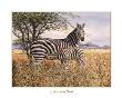 Zebra And Foal by Don Balke Limited Edition Pricing Art Print