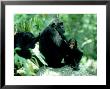 Eastern Chimpanzee, Grooming, Tanzania by Steve Turner Limited Edition Print