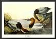 Canvas Backed Duck by John James Audubon Limited Edition Print