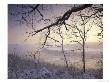 Snow-Covered Trees At Sunset, Cades Cove, Great Smoky Mountains National Park, Tennessee, Usa by Adam Jones Limited Edition Print