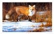 Fox On The Run by Edward Aldrich Limited Edition Print