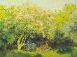 Lilas Au Soleil by Claude Monet Limited Edition Pricing Art Print
