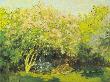 Lilas Au Soleil by Claude Monet Limited Edition Print