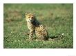 Cheetah, Acinonyx Jubatus Cub Masai Mara Game Reserve, Kenya by Adam Jones Limited Edition Pricing Art Print
