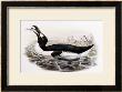Great Auk, Alca Impennis, From The Birds Of Great Britain by John Gould Limited Edition Pricing Art Print