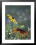 Black-Eyed Susan And Gloriosa Daisy, Oldham County, Kentucky, Usa by Adam Jones Limited Edition Print