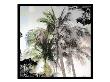Tropical Palms Xii by Miguel Paredes Limited Edition Pricing Art Print