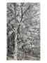 Platinum Trees Ii by Miguel Paredes Limited Edition Pricing Art Print