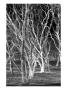 Dry Trees Ii by Miguel Paredes Limited Edition Pricing Art Print