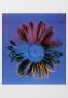 Daisy Blue by Andy Warhol Limited Edition Pricing Art Print