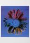 Daisy Blue by Andy Warhol Limited Edition Print