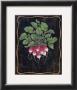 Bouquet Of Radishes L by Janet Kruskamp Limited Edition Pricing Art Print