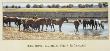 Horses Along The Little Big Horn by Jim Thomason Limited Edition Print