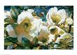 Euchryphia by Elizabeth Horning Limited Edition Print